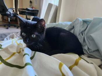 That’s So Raven -  Domestic Short Hair Cat for Adoption in Alafaya, Florida - That’s So Raven | PetCurious
