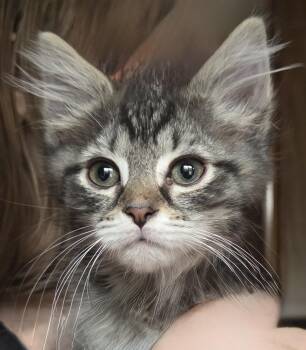 Graphite -  Domestic Short Hair Cat for Adoption in Johnson City, Tennessee - Graphite | PetCurious