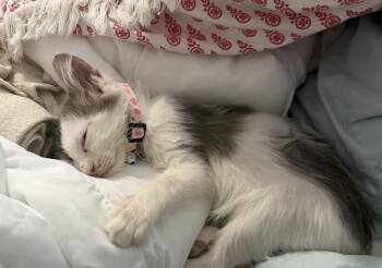 Frankie -  Domestic Short Hair Cat for Adoption in Round Rock, Texas - Frankie | PetCurious