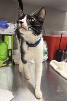MOSHI -  Domestic Short Hair Cat for Adoption in Indianapolis, Indiana - MOSHI | PetCurious