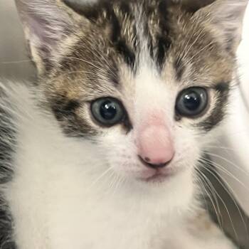 Greg -  Domestic Short Hair Cat for Adoption in West Palm Beach, Florida - Greg | PetCurious