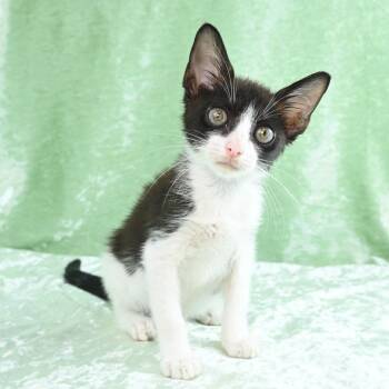 Rescue Domestic Short Hair Cats for Adoption in Mobile, Alabama - Ruby | PetCurious