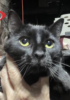 Rescue Domestic Short Hair Cats for Adoption in Bloomfield, New Jersey - Louise | PetCurious