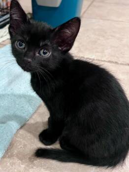 Domestic Medium Hair Cats Available for Adoption in Vacaville, California - Jerome | PetCurious