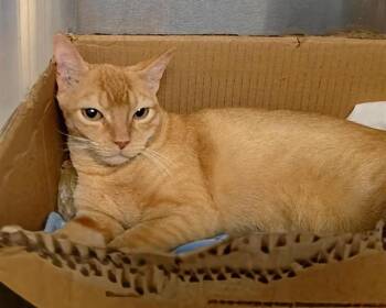 ROY -  Domestic Short Hair Cat for Adoption in Doral, Florida - ROY | PetCurious