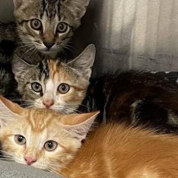 1035-C26 -  Domestic Short Hair Cat for Adoption in Port Charlotte, Florida - 1035-C26 | PetCurious