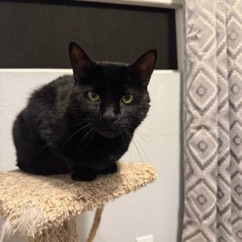 Uboo -  Domestic Short Hair Cat for Adoption in Green Bay, Wisconsin - Uboo | PetCurious