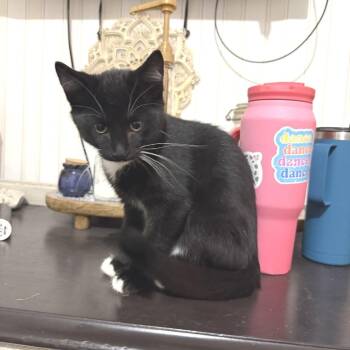 Twinkle Toes -  Domestic Short Hair Cat for Adoption in Albert Lea, Minnesota - Twinkle Toes | PetCurious