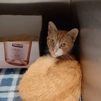 Rocky -  Domestic Short Hair Cat for Adoption in Oak Park, Illinois - Rocky | PetCurious