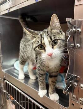 Sarafina -  Domestic Short Hair Cat for Adoption in Black Eagle, Montana - Sarafina | PetCurious