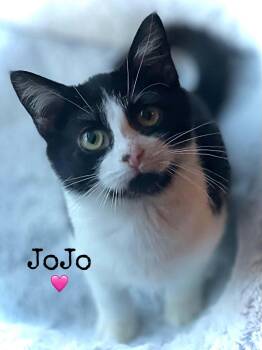 JoJo -  Domestic Short Hair Cat for Adoption in Dansville, New York - JoJo | PetCurious