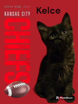 Rescue Domestic Short Hair Cats for Adoption in Bellevue, Nebraska - Moscow (Kelce) | PetCurious