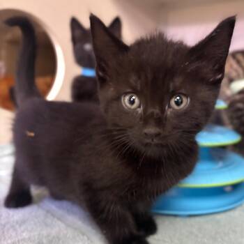 Vivi -  Domestic Short Hair Cat for Adoption in Westhampton, New York - Vivi | PetCurious
