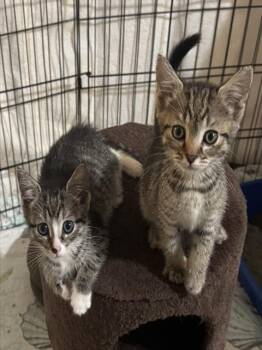TALOOLA -  Domestic Short Hair Cat for Adoption in Brewster, Massachusetts - TALOOLA | PetCurious