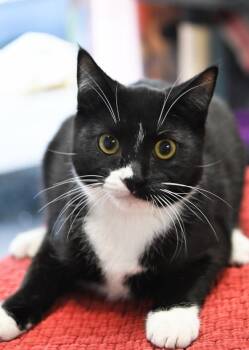 Peeps -  Domestic Short Hair Cat for Adoption in Saint James City, Florida - Peeps | PetCurious