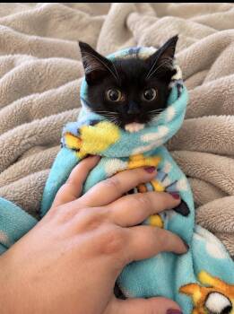 Godzilla -  Domestic Short Hair Cat for Adoption in Greenwich Township, New Jersey - Godzilla | PetCurious