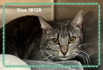 Domestic Short Hair Cats Available for Adoption in Marietta, Georgia - GINA | PetCurious