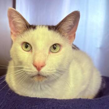 Blitz -  Domestic Short Hair Cat for Adoption in Pullman, Washington - Blitz | PetCurious