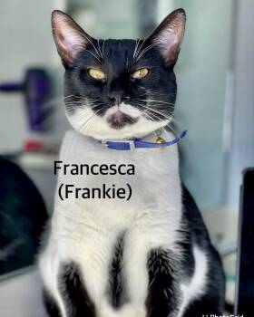 Francesca -  Domestic Short Hair Cat for Adoption in Owasso, Oklahoma - Francesca | PetCurious