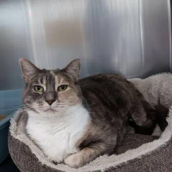 Domestic Short Hair Cats Available for Adoption in Winthrop, Maine - Honeydew | PetCurious