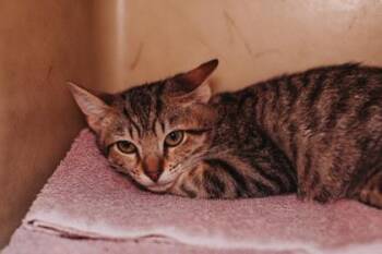 94439A Schmitt -  Domestic Short Hair Cat for Adoption in North Charleston, South Carolina - 94439A Schmitt | PetCurious