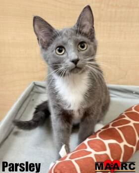 Domestic Short Hair Cats Available for Adoption - Parsley | PetCurious
