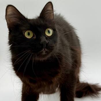 Vidalia -  Domestic Medium Hair Cat for Adoption in Los Angeles, California - Vidalia | PetCurious