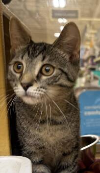 Moscato H (sweet and cuddly brother to Grigio) -  Domestic Short Hair Cat for Adoption in Stowe, Pennsylvania - Moscato H (sweet And Cuddly Brother To Grigio) | PetCurious