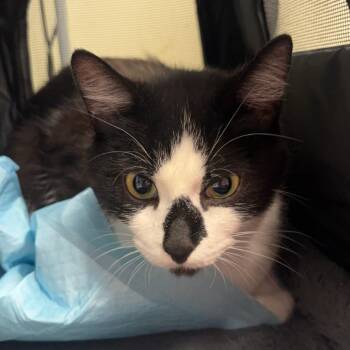 Fern -  Domestic Short Hair Cat for Adoption in Edwardsville, Illinois - Fern | PetCurious