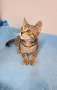 Rescue Tabby and American Shorthair Cats for Adoption in Penns Grove, New Jersey - Eden | PetCurious