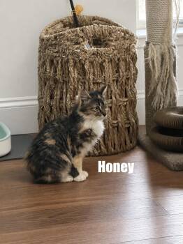 Domestic Long Hair Cats Available for Adoption in Paulina, Louisiana - Honey | PetCurious