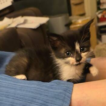 Penni -  Domestic Short Hair Cat for Adoption in Grantsville, Utah - Penni | PetCurious