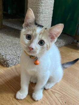 Suri -  Calico Cat for Adoption in Lake Orion, Michigan - Suri | PetCurious