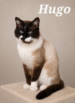 Snowshoe and Siamese Cats Available for Adoption in Monroeville, Pennsylvania - Hugo | PetCurious