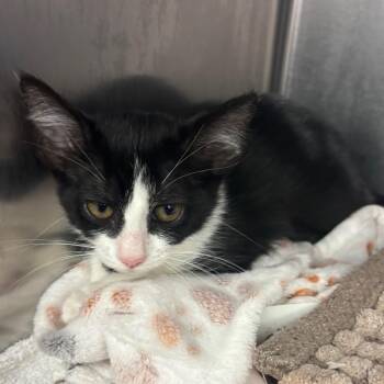 Shadow -  Domestic Short Hair Cat for Adoption in Redwood City, California - Shadow | PetCurious