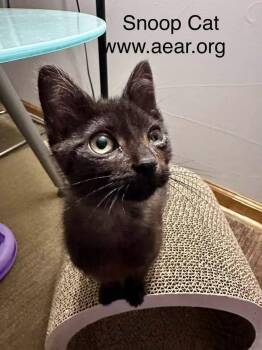 Snoop Cat -  Domestic Medium Hair Cat for Adoption in Libertyville, Illinois - Snoop Cat | PetCurious