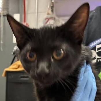 Sarah J. Maas -  Domestic Short Hair Cat for Adoption in Dearborn, Michigan - Sarah J. Maas | PetCurious