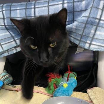 Domestic Short Hair Cats Available for Adoption - Lucky | PetCurious