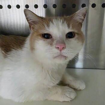 Domestic Short Hair Cats Available for Adoption - Louie | PetCurious