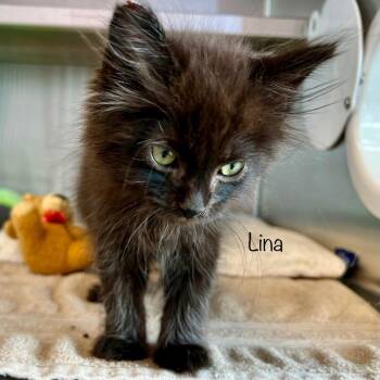 Lina -  Domestic Medium Hair and Domestic Short Hair Cat for Adoption in Madisonville, Tennessee - Lina | PetCurious