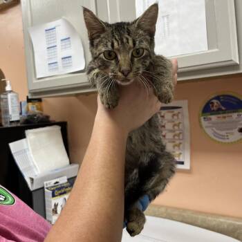 Cason 7354 -  Domestic Short Hair Cat for Adoption in Hamilton, Georgia - Cason 7354 | PetCurious