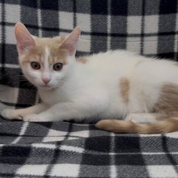 Wii (SGN) -  Domestic Short Hair Cat Available for Adoption in Janesville, Wisconsin - Wii (SGN) | PetCurious