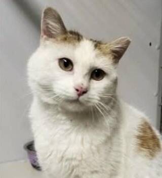 Rey -  Domestic Short Hair Cat for Adoption in Yellowknife, Northwest Territories - Rey | PetCurious