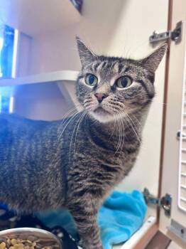 Bootsy -  Domestic Short Hair Cat for Adoption in Sebastian, Florida - Bootsy | PetCurious