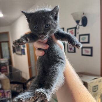 Rescue Domestic Short Hair Cats for Adoption in Eureka Springs, Arkansas - Charmander | PetCurious