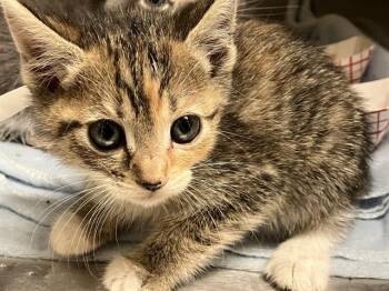 LORIEN -  Domestic Short Hair Cat for Adoption in Tustin, California - LORIEN | PetCurious