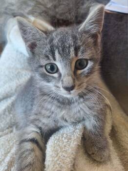 Rescue Domestic Short Hair Cats for Adoption in Chicago, Illinois - Brandy | PetCurious