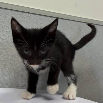 Inky -  Domestic Short Hair Cat for Adoption in Tampa, Florida - Inky | PetCurious