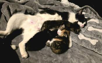 Domestic Short Hair Cats Available for Adoption - Open Seseme | PetCurious