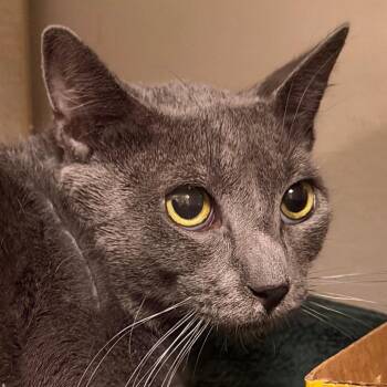 Cubby -  Domestic Short Hair Cat for Adoption in Yuma, Arizona - Cubby | PetCurious